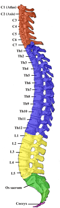 Human spine bone
