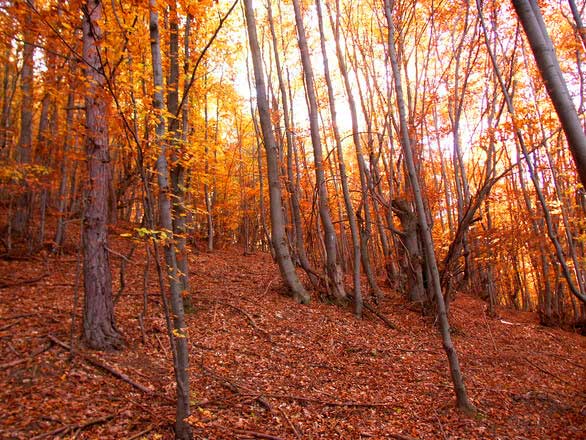 View of Forest in autumn weather